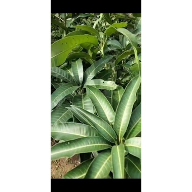 Bibit mangga kiyojay