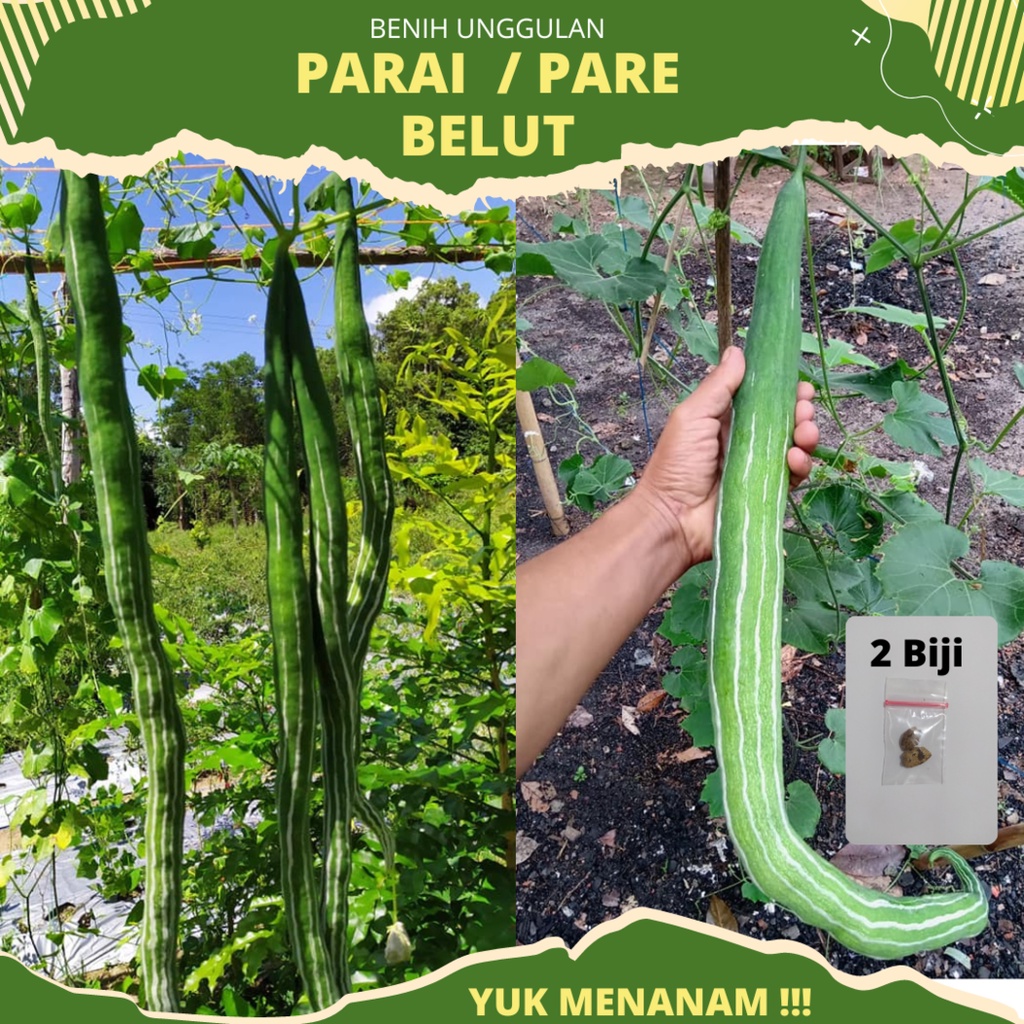 2 Biji - Benih Parai Belut Benih Unggul