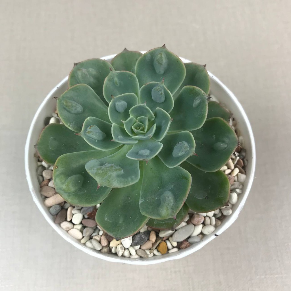 kaktus sukulen (Echeveria Raindrops) Tanaman Hias Hidup