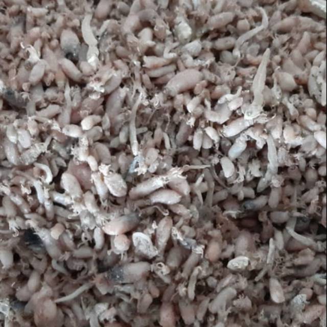 

Baby cumi 1 kg.ukuran 0,5-2 cm