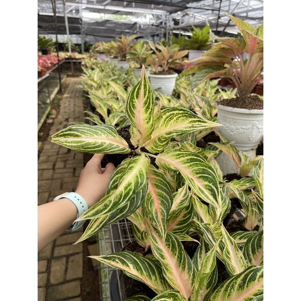 pink sunset, red sunset