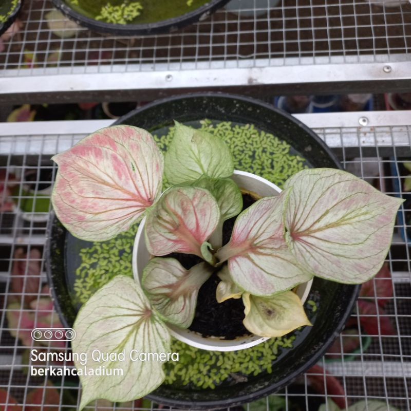 Bibit Caladium White Angel, Thai Series