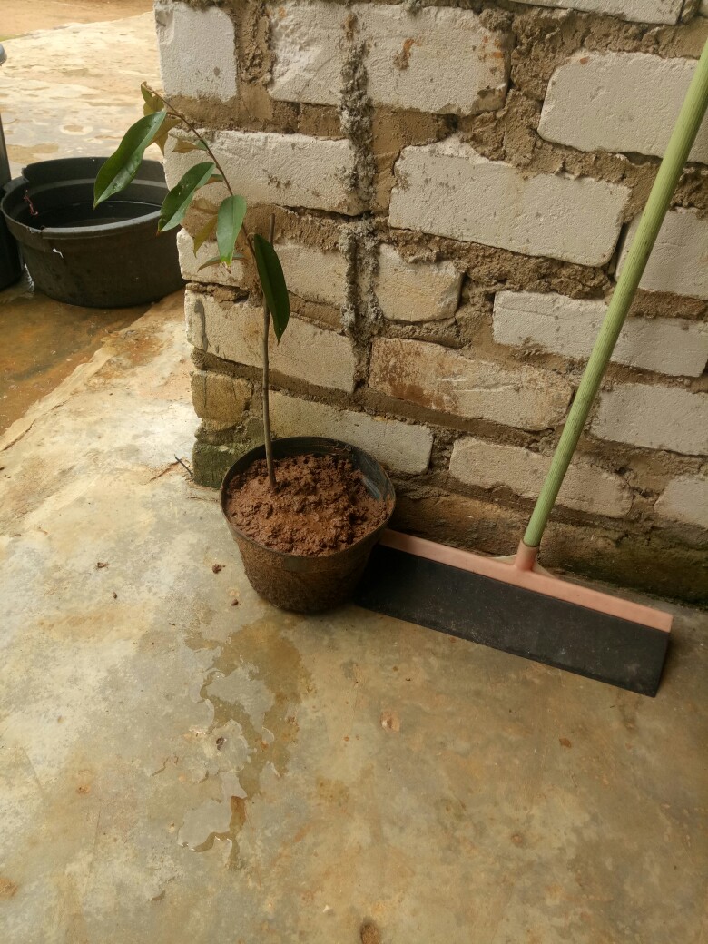 Tanaman Durian Musangking Unggul /bibit Durian Musang King