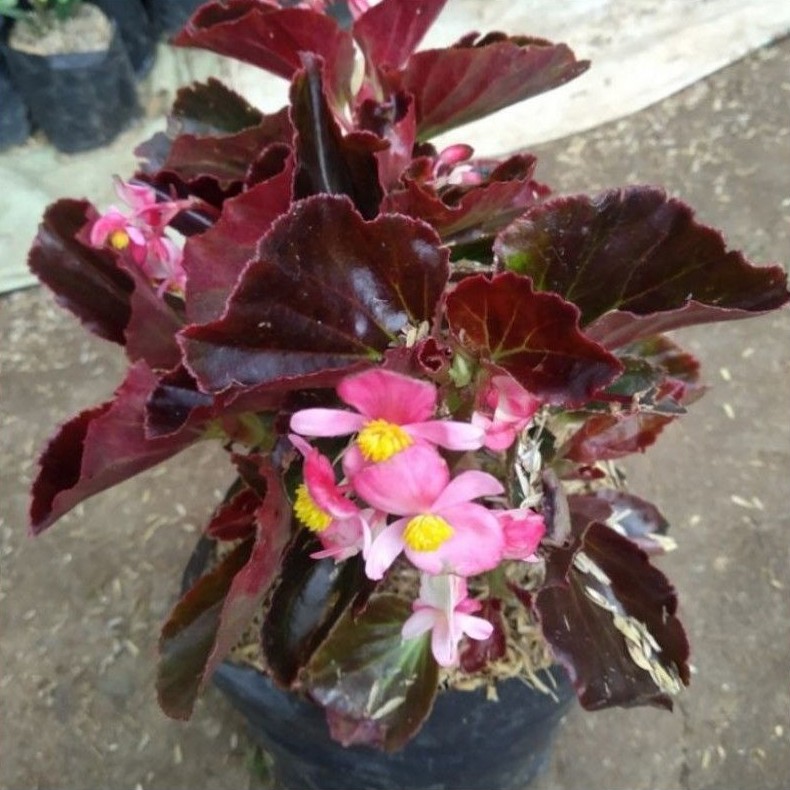 Tanaman hias Begonia Merah Bunga Pink / Tanaman Hias Begonia Merah Bunga Pink / Bunga Hias Begonia