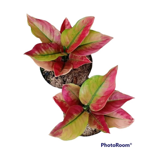 Aglaonema ayunindi/ ayunindi aglonema (Beby daun 1-2) aglonema ayunindi tanian Lokal (dikirim pakai 