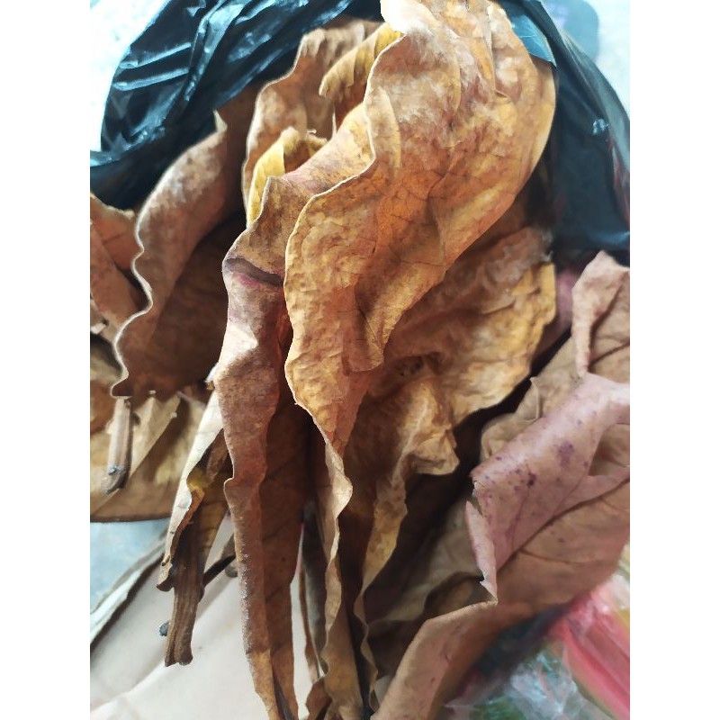

daun ketapang kering untuk ikan hias