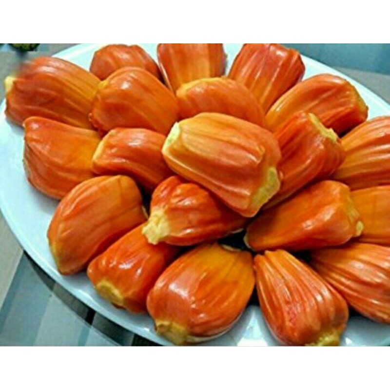 Bibit nangka merah/orange okulasi super [Bibit Berkualitas Unggul]