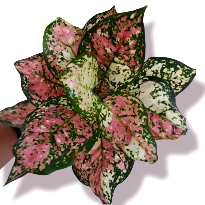 Aglaonema dud 3 colour / Aglonema tri colour ( tanaman hias Aglaonema dud 3 colour ) bisa cod