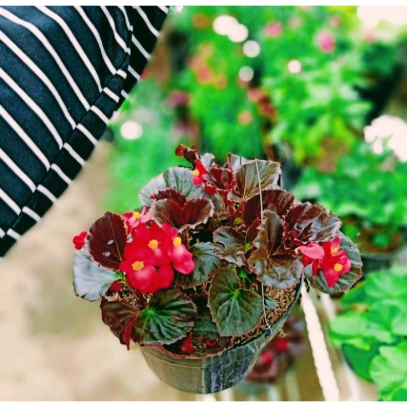 Bibit Bunga Begonia Mawar