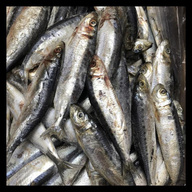 TERLARIS IKAN GILING/CAT FOOD/RAW FOOD/ MAKANAN KUCING