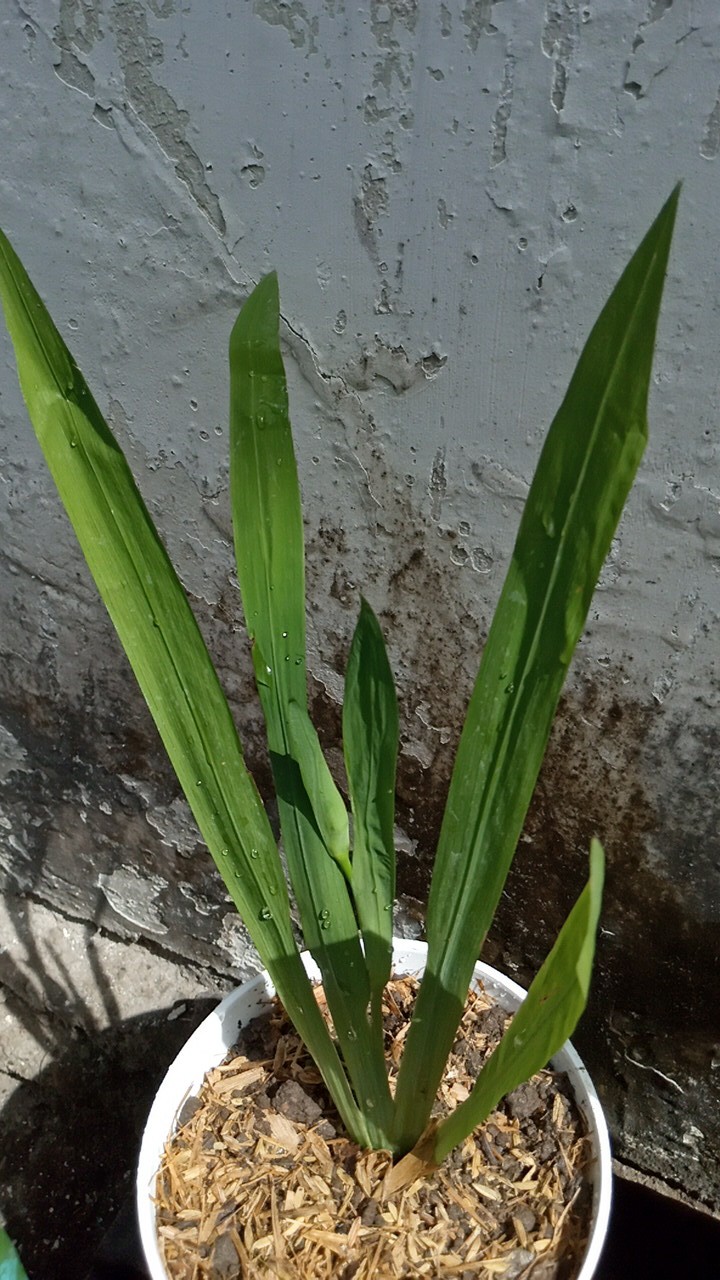 Calathea Levonero /kalatea Bibit Tanaman Hias Bunga