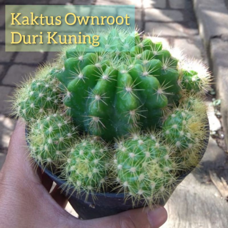 Kaktus Ownroot Duri Kuning