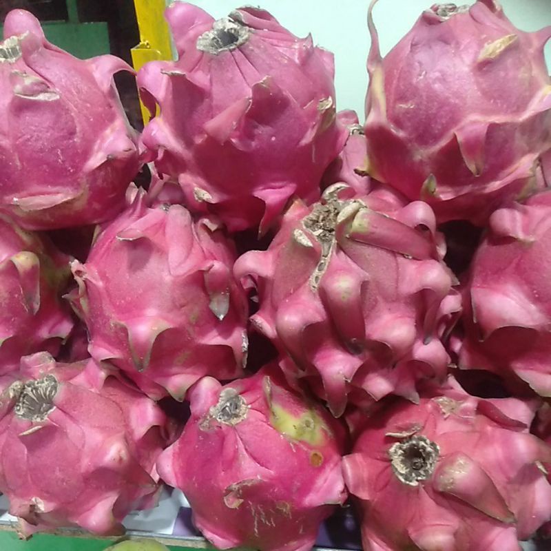 

buah naga