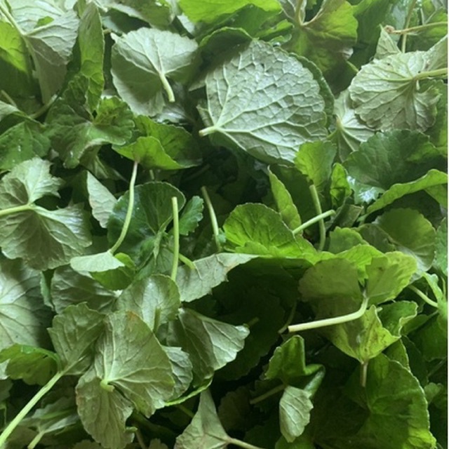 

pegagan segar murni daun 200gr