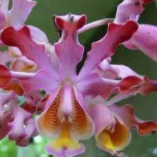ANGGREK SCOMBORGIA TIBICINIS