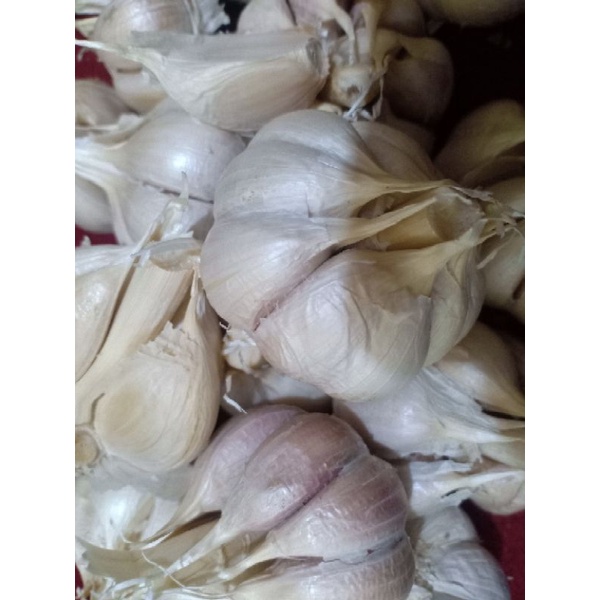 

bawang putih kating bonggol