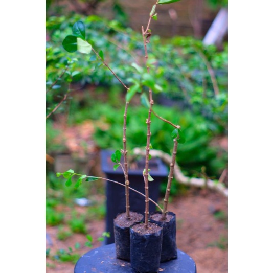 BIBIT BONSAI SIANCI/CHERY BARBADOS