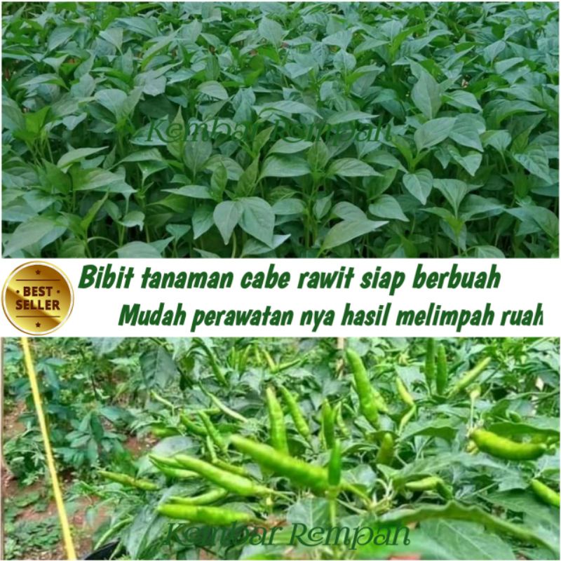 BIBIT TANAMAN CABAI LOMBOK RAWIT SIAP TANAM