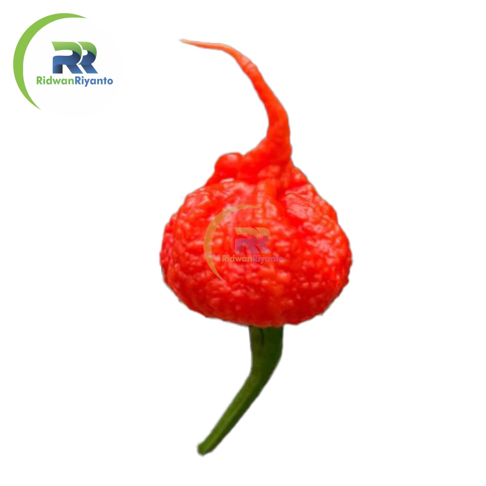 BUAH Cabai CAROLINA REAPER RED Cabe Terpedas Nomor 1 di Dunia Versi Guinness World Record