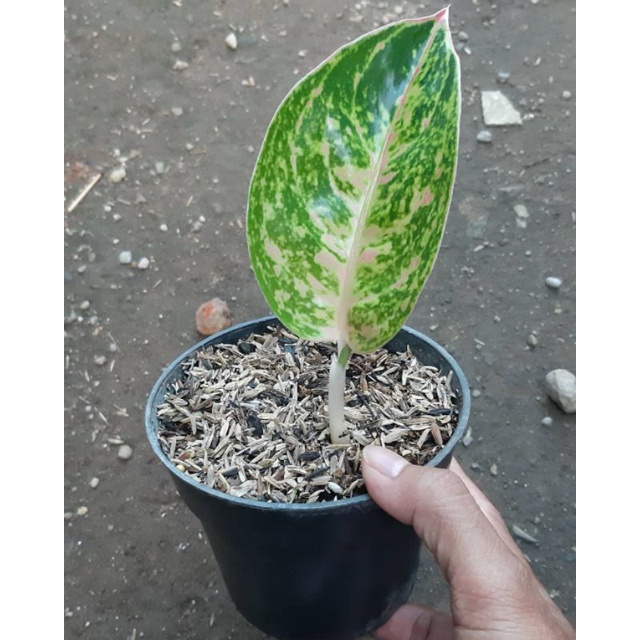 BIBIT TANAMAN HIAS AGLONEMA MAHASETY // BABY AGLONEMA MAHASETY