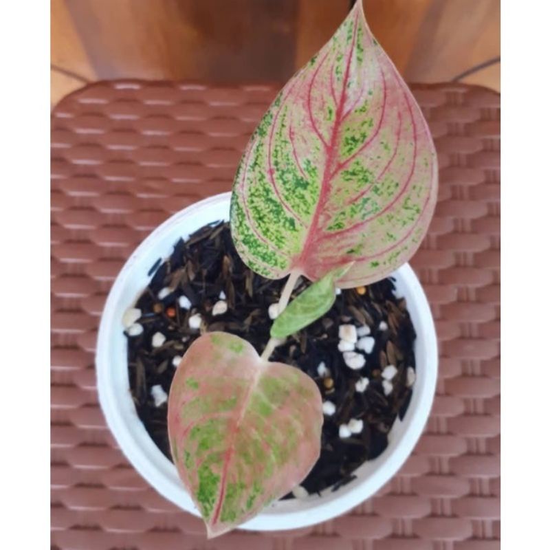 aglonema romantic love baby/bibit