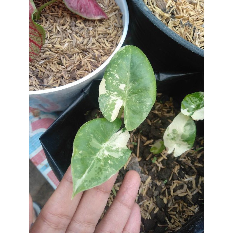 Keladi Caladium Varigata