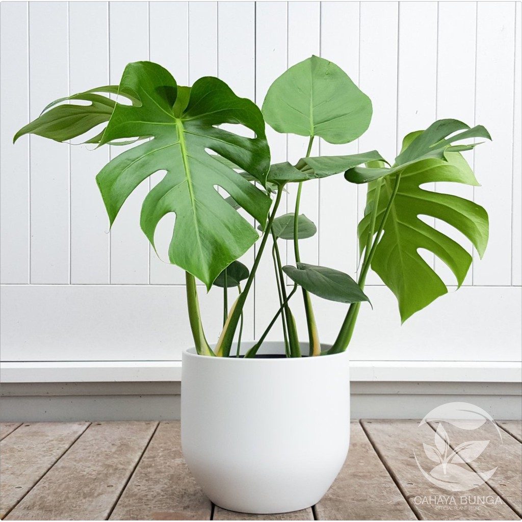 Tanaman Hias Philodendron Monstera I Monstera Deliciosa Shopee Indonesia