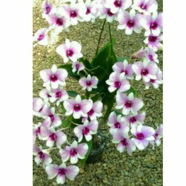 Anggrek Dendrobium mini burana thai