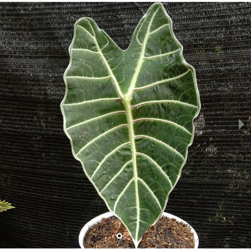 Alocasia watsoniana