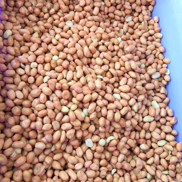 

Q1254521 Kacang Tanah Kulit Ari Mentah 500 G Dw51Sqs