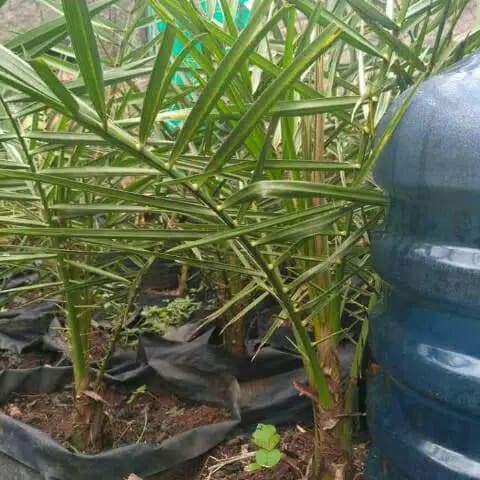 MURAH Pohon kurma ajwa murah ( bibit pohon kurma ) umur 3 tahun