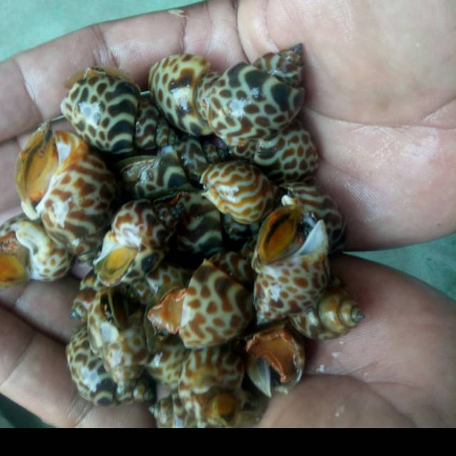 

KERANG MACAN