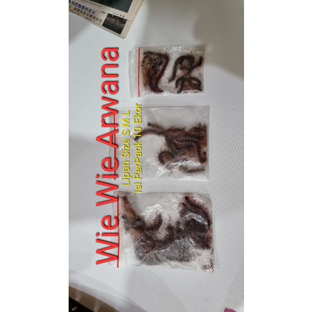 Lipan Kelabang Beku Size S M L 1Pack Isi 10Ekor