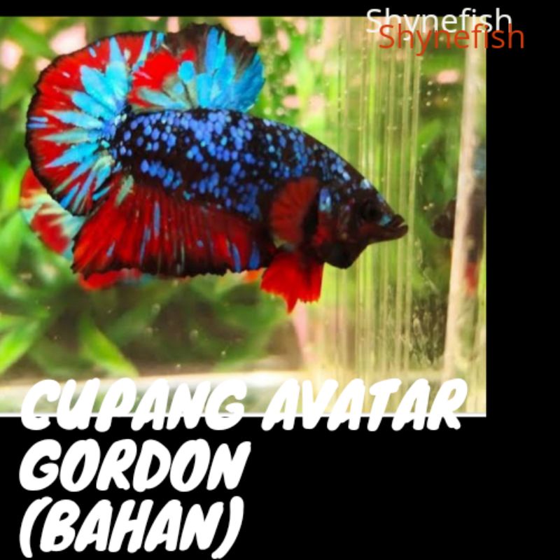 Paket 1 pasang Ikan Cupang Avatar Gordon ( Bahan )