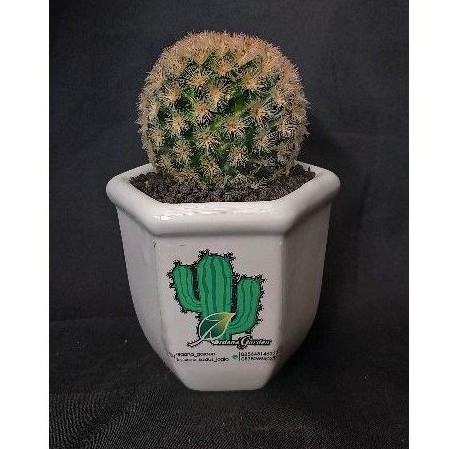 cactus / kaktus mamilaria carmenae