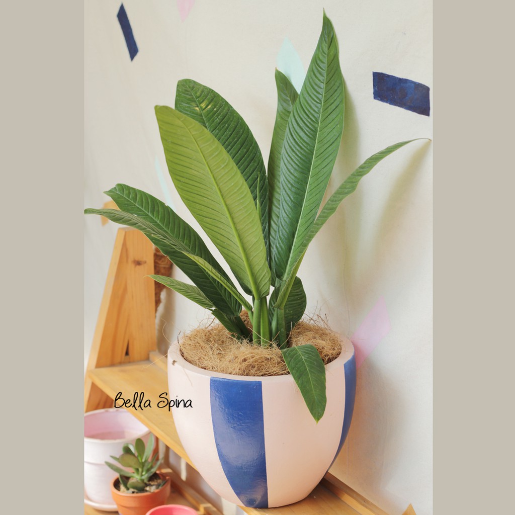 Tanaman Philodendron Linette TH-48