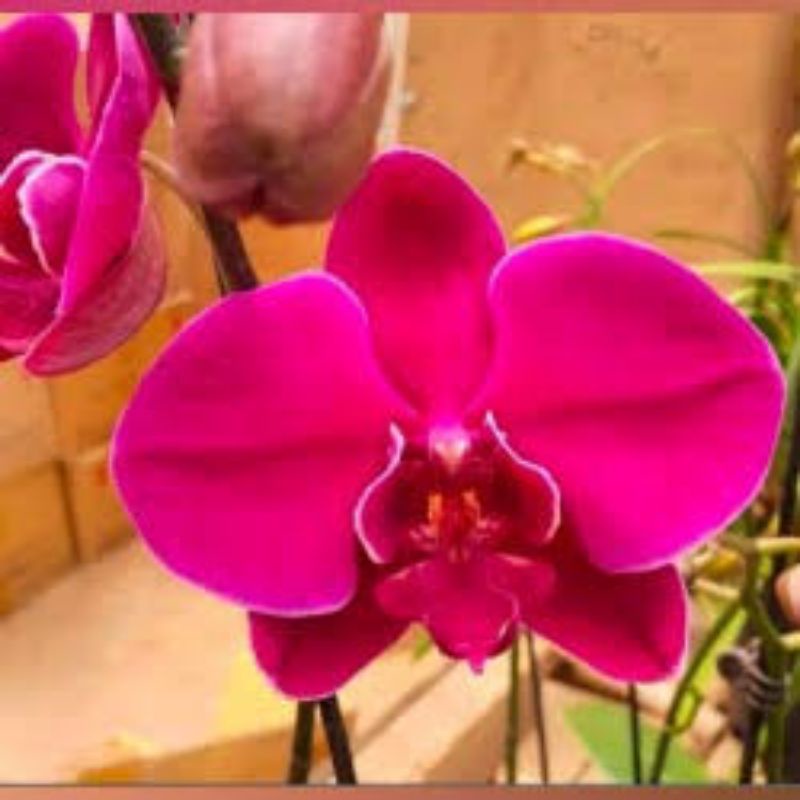 Anggrek bulan jumbo premium (MERAH)