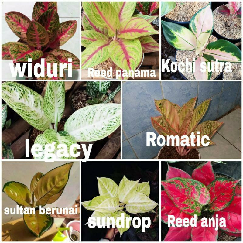 PEROMOMURAH 8 PAKET BONGGOL AGLONEMA