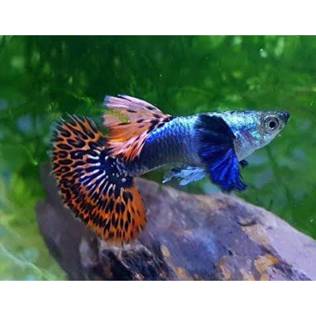 

Guppy Platonum Red Mozaik sepasang