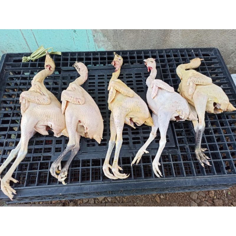 

Ayam Kampung Karkas / Potong Segar. Baca Deskripsi ya.