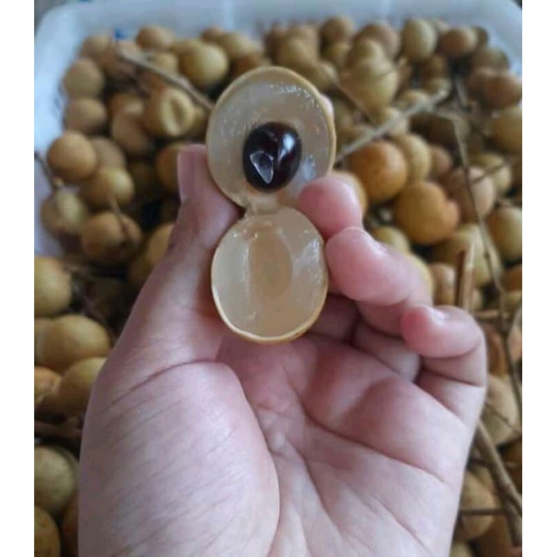 

BUAH LENGKENG MANIS DAN FRESS 1KG