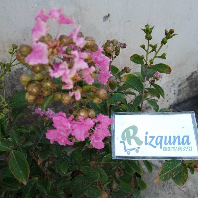

Bunga sakura
