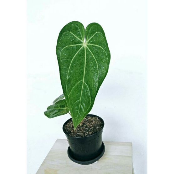 Anthurium Magnificum Verde | Tanaman Hias Kuping Gajah