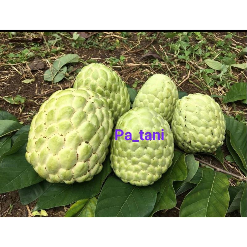 

BUAH NONA/BUAH SRIKAYA