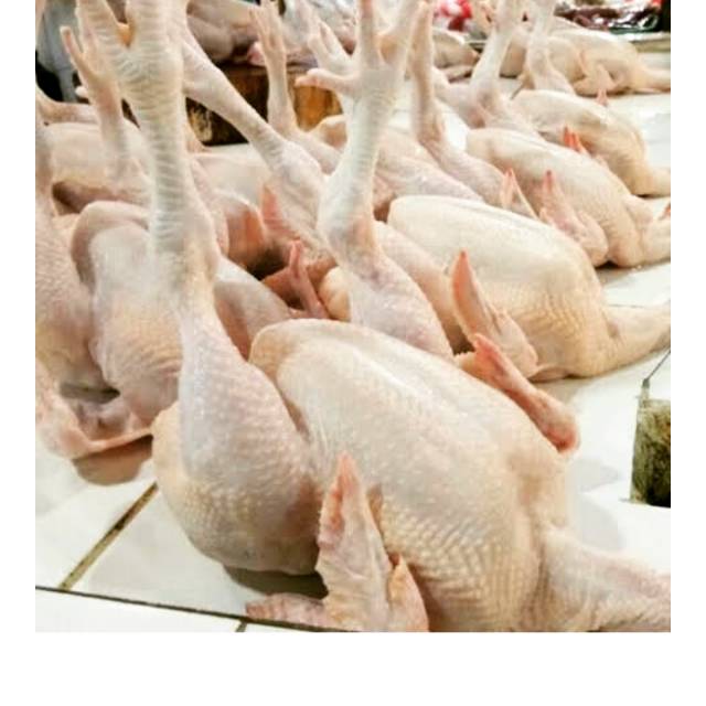 

Ayam Broiler Utuh Segar Murah + Jeroan, Ukuran hidup 1kg