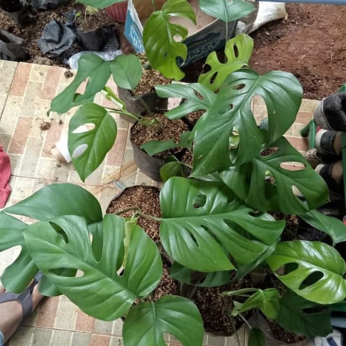 Tanaman hias Monstera Rhaphidopora Tetrasperma Shopee 