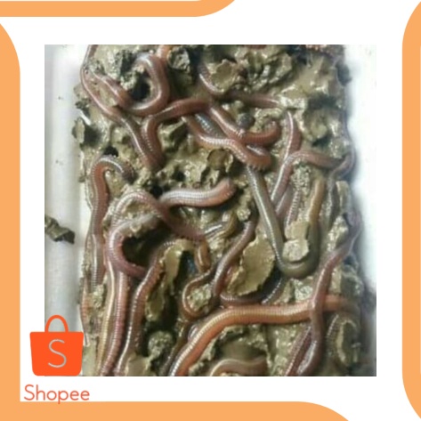 Cacing laut super perkakas 6Zept21