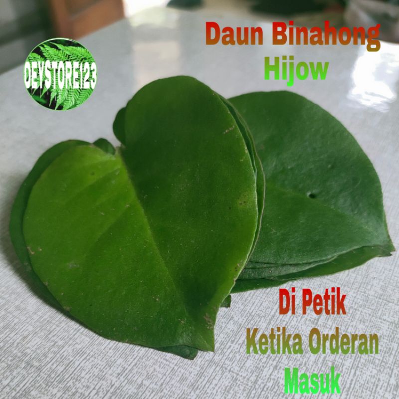 

Daun Binahong Hijow Per 25 Lembar