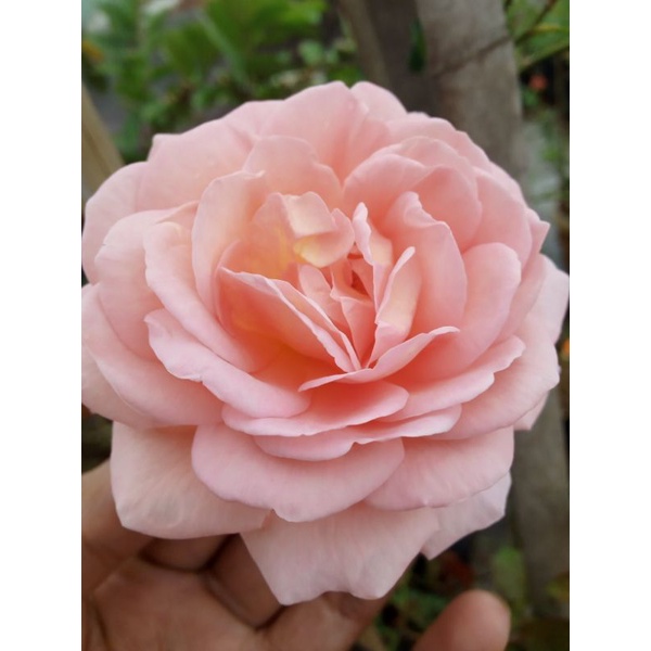 Mawar Import Abraham Darby