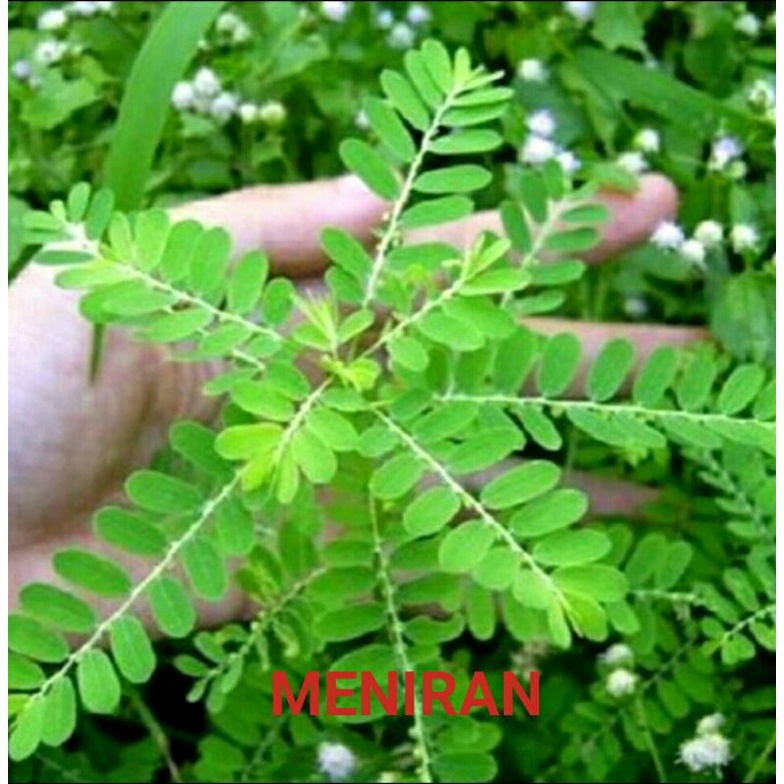 

DAUN MENIRAN